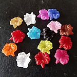 15 Assortiment Orchideeën Bloemen