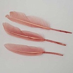 1 Plume 15 cm N°01 Rose