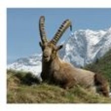 Ansichtkaart de Ibex Capra in Vanoise